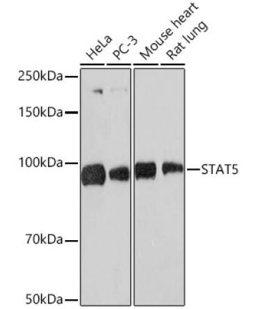 STAT5 Rabbit Monoclonal Antibody