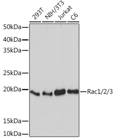 Rac1/2/3 Rabbit Monoclonal Antibody