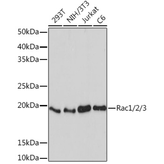 Rac1/2/3 Rabbit Monoclonal Antibody