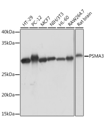 PSMA3 Rabbit Monoclonal Antibody