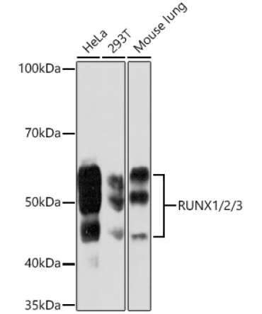 RUNX1/2/3 Rabbit Monoclonal Antibody
