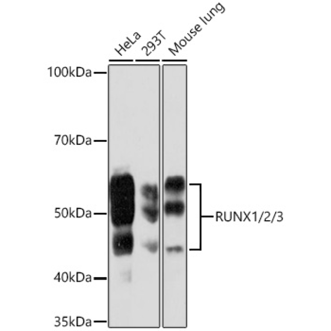 RUNX1/2/3 Rabbit Monoclonal Antibody