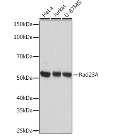 Rad23A Rabbit Monoclonal Antibody