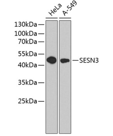 SESN3 Rabbit Polyclonal Antibody