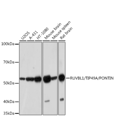 RUVBL1/TIP49A/PONTIN Rabbit Monoclonal Antibody