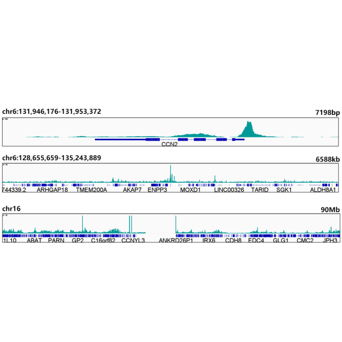 TEAD1 Rabbit Monoclonal Antibody