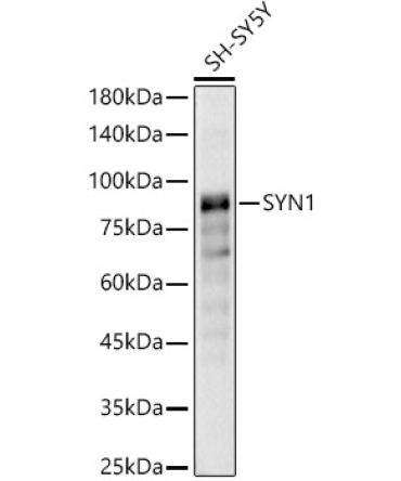 SYN1 Rabbit Polyclonal Antibody
