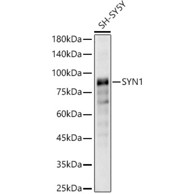 SYN1 Rabbit Polyclonal Antibody