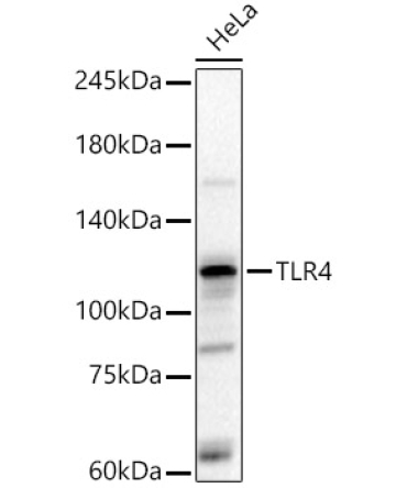 TLR4 Rabbit Polyclonal Antibody