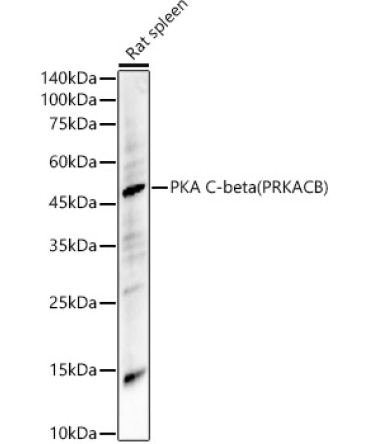 PKA C-beta (PRKACB) Rabbit Polyclonal Antibody