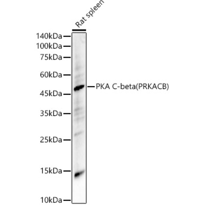 PKA C-beta (PRKACB) Rabbit Polyclonal Antibody