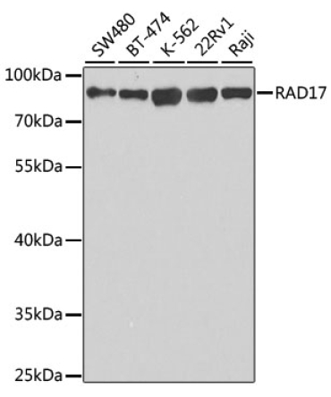 RAD17 Rabbit Polyclonal Antibody