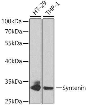 Syntenin Rabbit Polyclonal Antibody