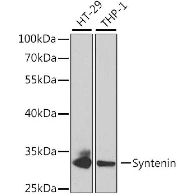 Syntenin Rabbit Polyclonal Antibody