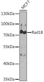 Rad18 Rabbit Polyclonal Antibody