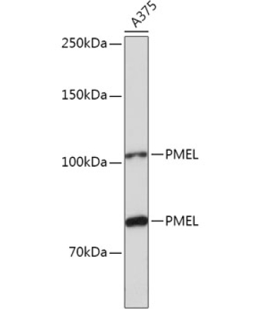 PMEL Rabbit Polyclonal Antibody