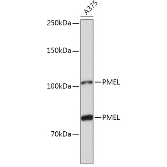 PMEL Rabbit Polyclonal Antibody