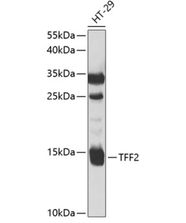 TFF2 Rabbit Polyclonal Antibody