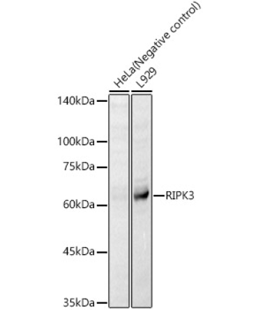 RIPK3 Rabbit Polyclonal Antibody