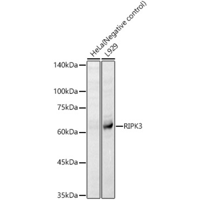 RIPK3 Rabbit Polyclonal Antibody