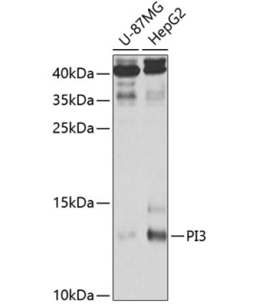 PI3 Rabbit Polyclonal Antibody