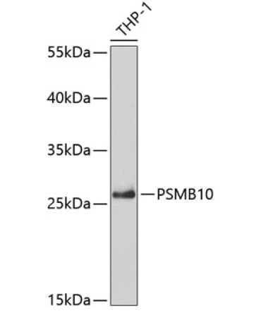 PSMB10 Rabbit Polyclonal Antibody