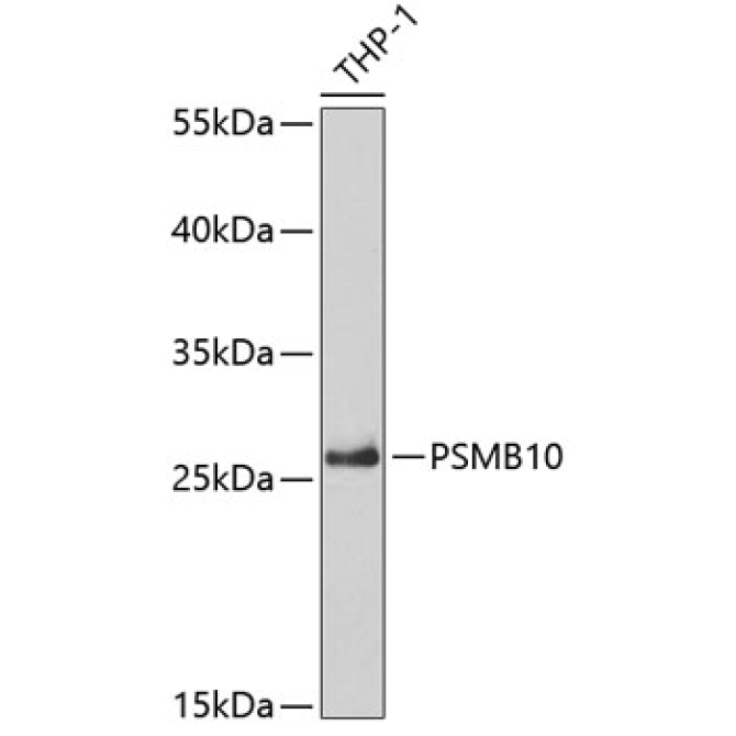 PSMB10 Rabbit Polyclonal Antibody