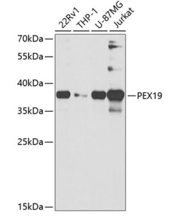 PEX19 Rabbit Polyclonal Antibody