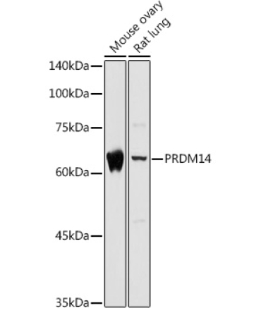 PRDM14 Rabbit Polyclonal Antibody