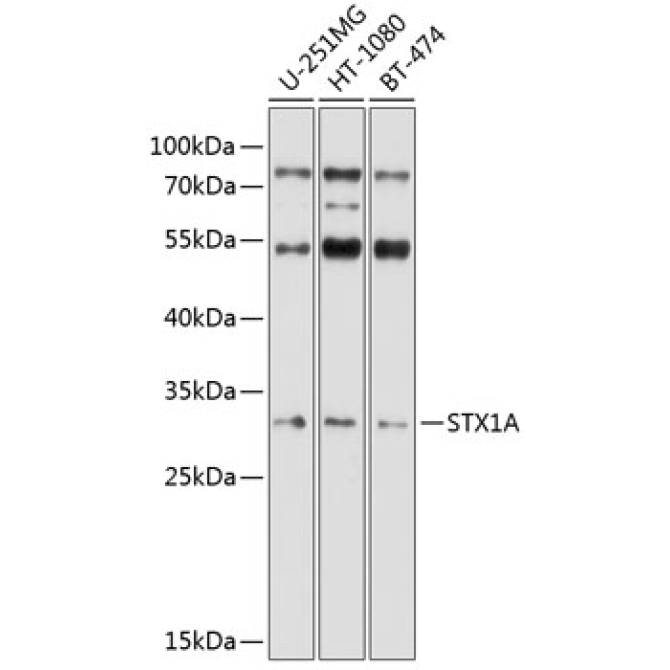 STX1A Rabbit Polyclonal Antibody