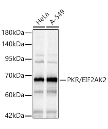 PKR/EIF2AK2 Rabbit Polyclonal Antibody