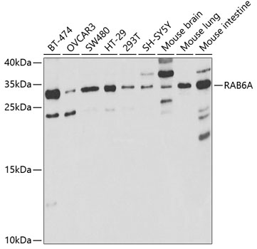 RAB6A Rabbit Polyclonal Antibody