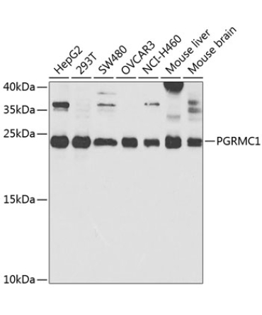 PGRMC1 Rabbit Polyclonal Antibody
