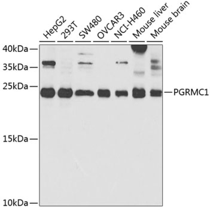 PGRMC1 Rabbit Polyclonal Antibody