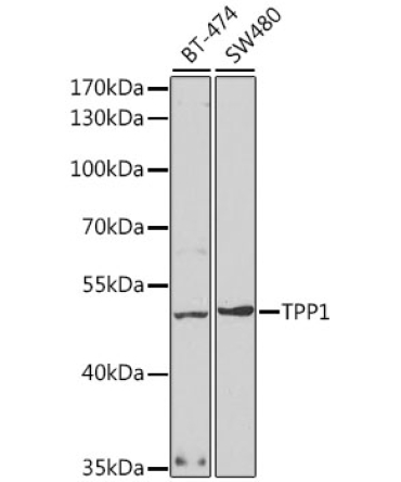 TPP1 Rabbit Polyclonal Antibody