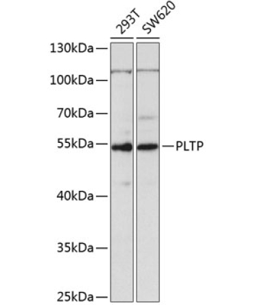 PLTP Rabbit Polyclonal Antibody