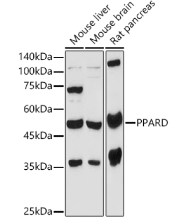 PPARD Rabbit Polyclonal Antibody