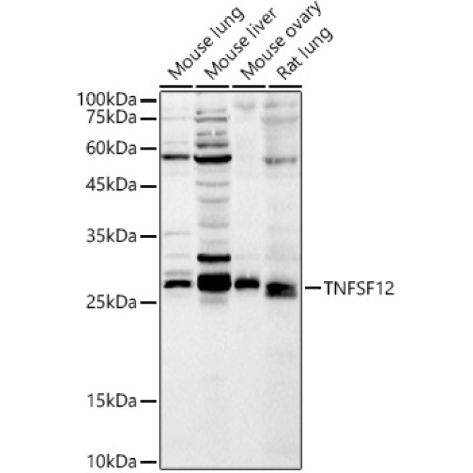 TNFSF12 Rabbit Polyclonal Antibody