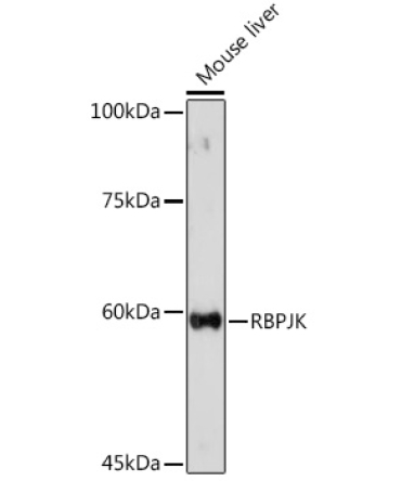 RBPJK Rabbit Polyclonal Antibody