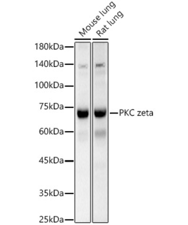PKC zeta Rabbit Polyclonal Antibody