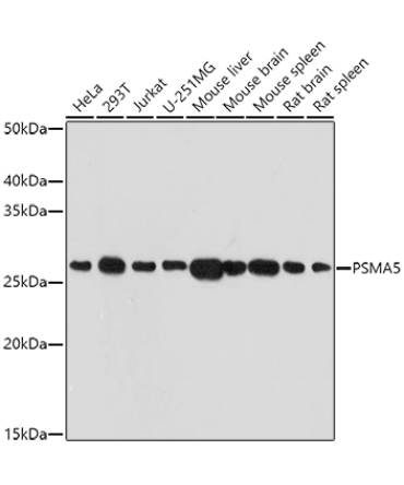 PSMA5 Rabbit Polyclonal Antibody