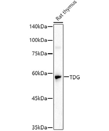 TDG Rabbit Polyclonal Antibody