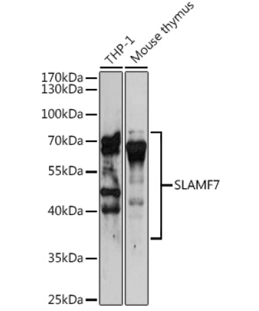 SLAMF7 Rabbit Polyclonal Antibody