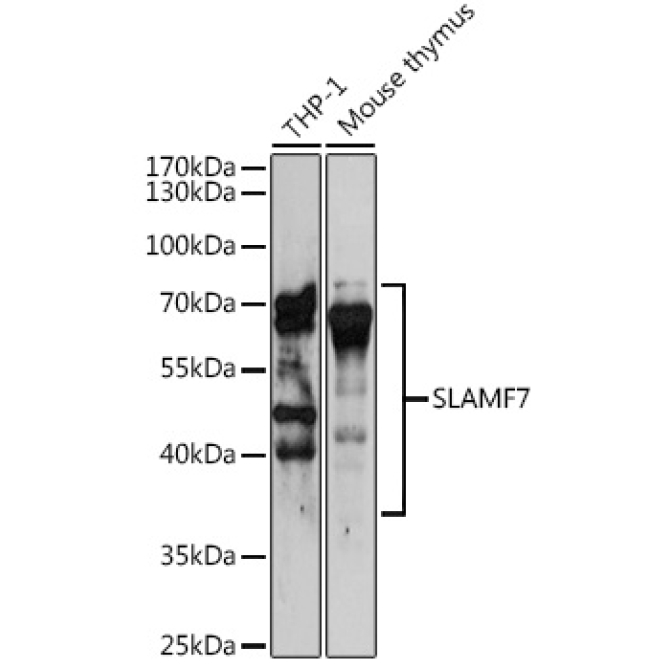 SLAMF7 Rabbit Polyclonal Antibody