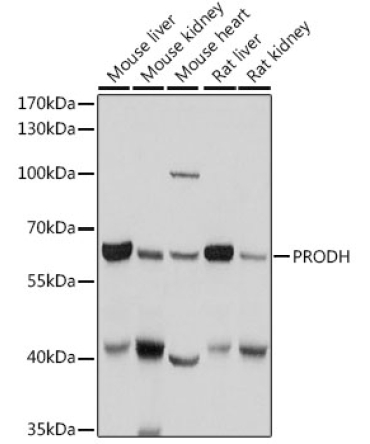 PRODH Rabbit Polyclonal Antibody