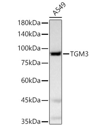TGM3 Rabbit Polyclonal Antibody