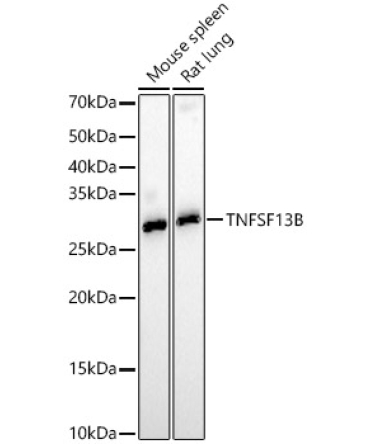 TNFSF13B Rabbit Polyclonal Antibody