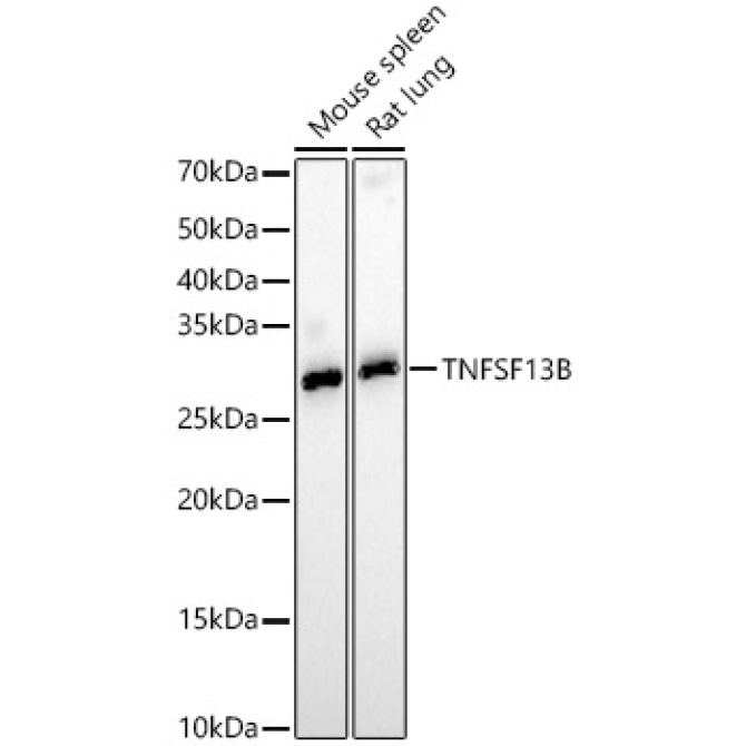 TNFSF13B Rabbit Polyclonal Antibody