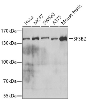 SF3B2 Rabbit Polyclonal Antibody