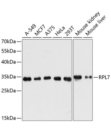 RPL7 Rabbit Polyclonal Antibody